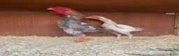 Chickens poultry for sale: Ko shamo hatching eggs available  - Advert 1