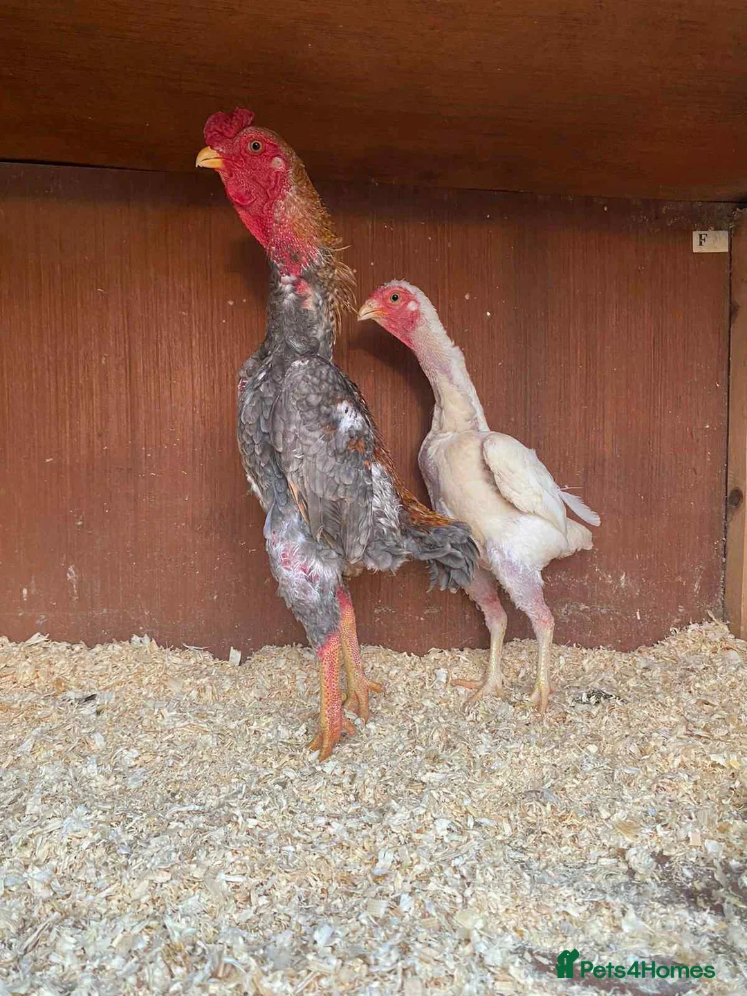 Chickens poultry for sale: Ko shamo hatching eggs available  - Advert 1
