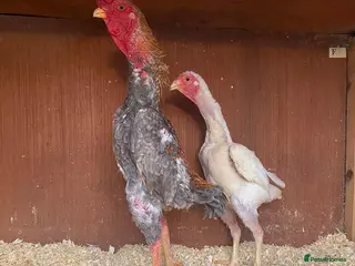 Chickens poultry for sale: Ko shamo hatching eggs available - Advert 1