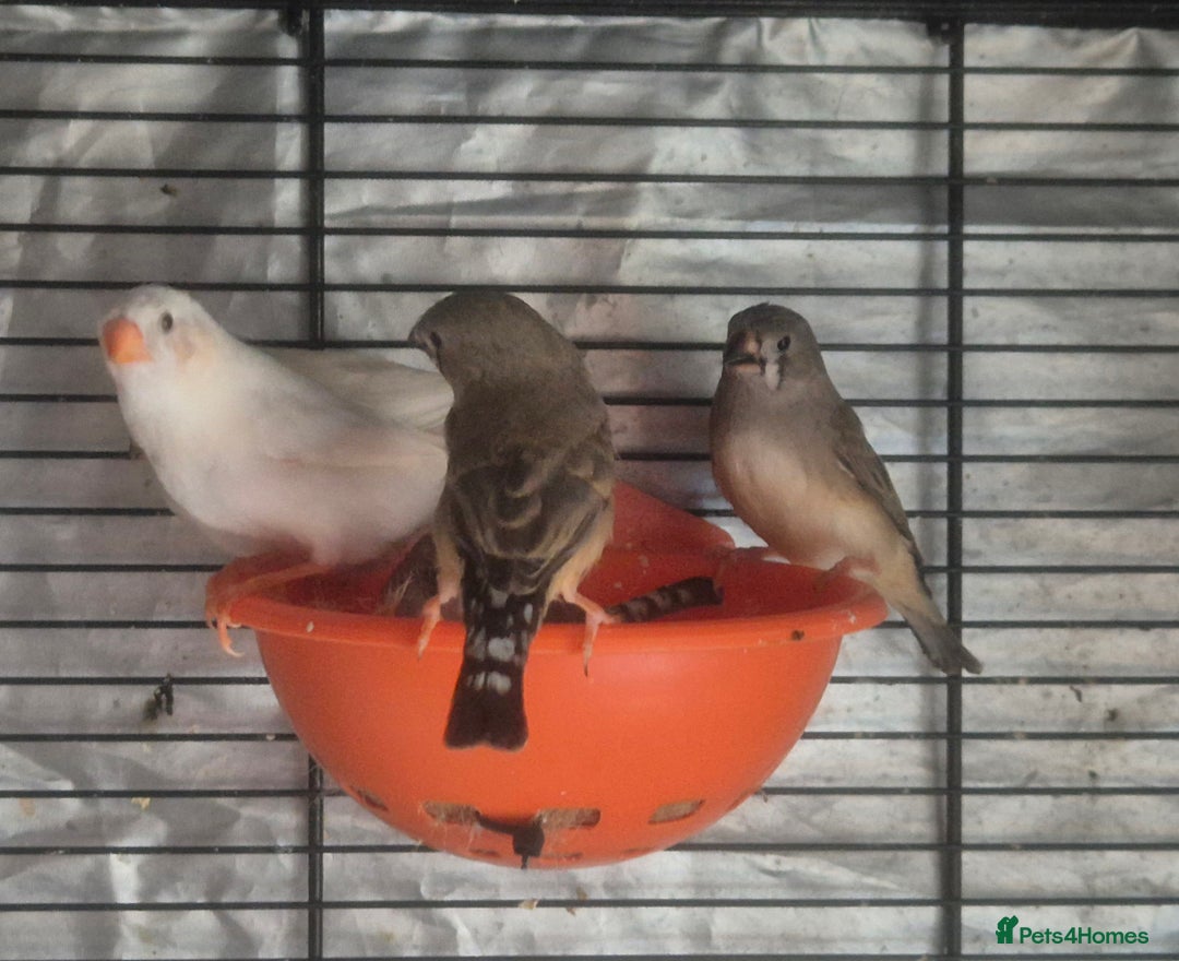 Finches birds for sale: Cockatiels and zebra finches  - Image 7