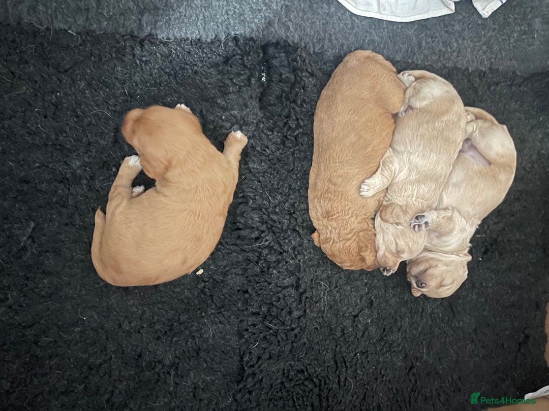 Toy Poodle dogs for stud: KC registered. GENETIC & HEALTH TESTED. in Wigan - Image 31