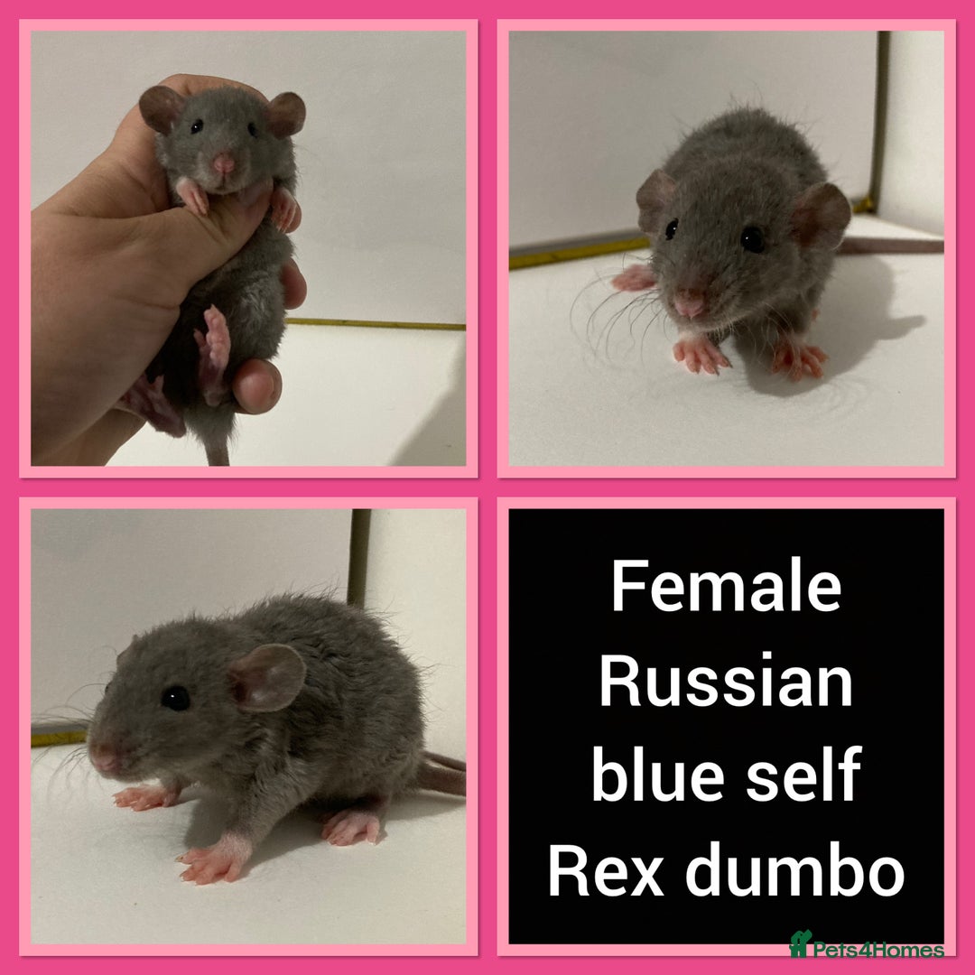 Rat rodents for sale: Adorable Dumbo Baby Rats ❤️ - Image 24