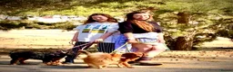 Mixed Breed dogs for sale: Crossbreed Pomeranian and cocker spaniel  - Advert 11