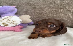 Miniature Dachshund dogs for sale: 🤍🐾 READY NEXT WEEK 🐾🤍 - Image 15