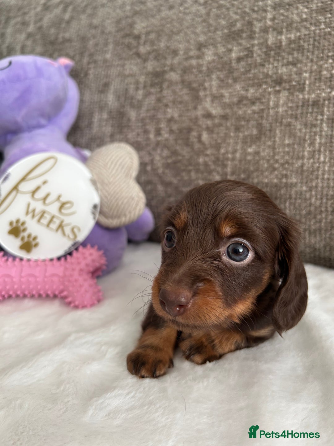 Miniature Dachshund dogs for sale: 🤍🐾 READY NEXT WEEK 🐾🤍 - Image 15