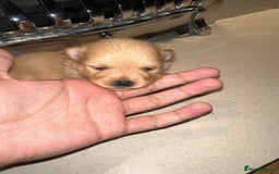 Pomeranian dogs for sale: Champion bloodline Pomeranian puppies  - Image 7