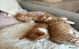 Domestic Shorthair cats for sale: Lovely ginger kittens - Image 2