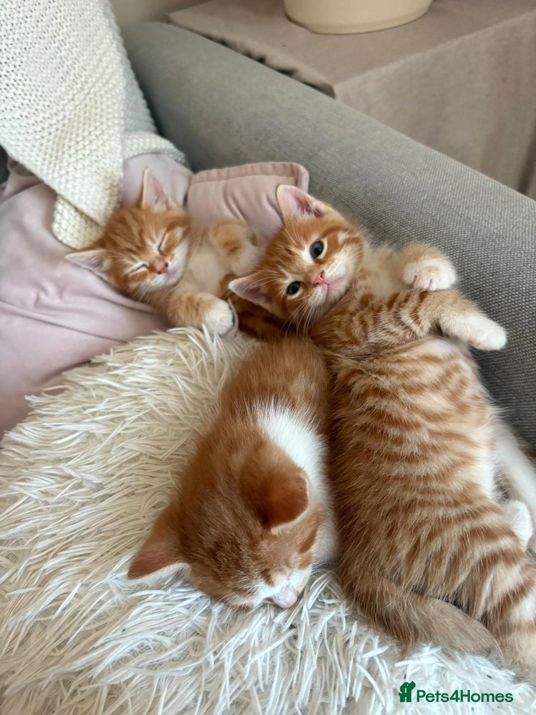 Domestic Shorthair cats for sale: Lovely ginger kittens - Image 2