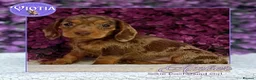 Miniature Dachshund dogs for sale: Ready now miniature dachshund  in Castle Douglas - Advert 1