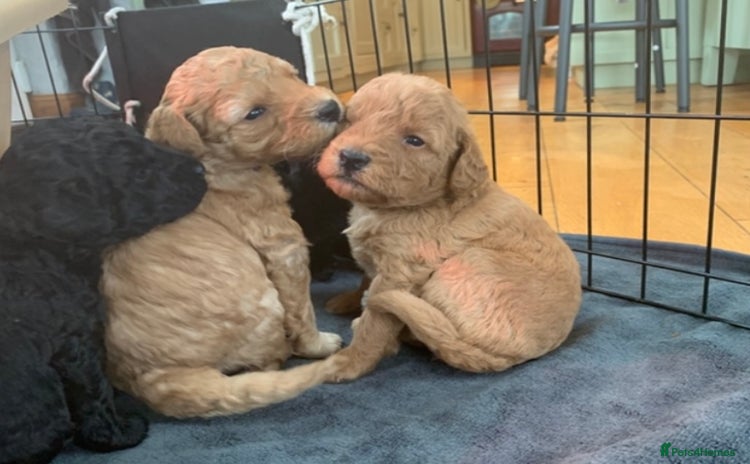 Labradoodle dogs - Advert 8