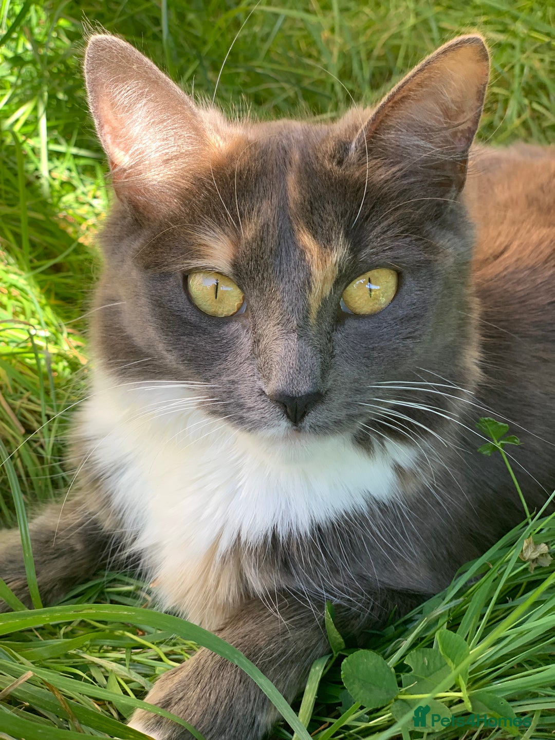 Mixed Breed cats for sale: Adorable Kittens in Croydon (from £130) - Advert 1