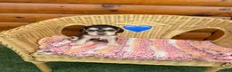 Cocker Spaniel dogs for sale: Kc reg Show type cocker spaniels  - Advert 2