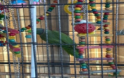 Parakeets birds for sale: Indian green ring neck parakeet - Image 3