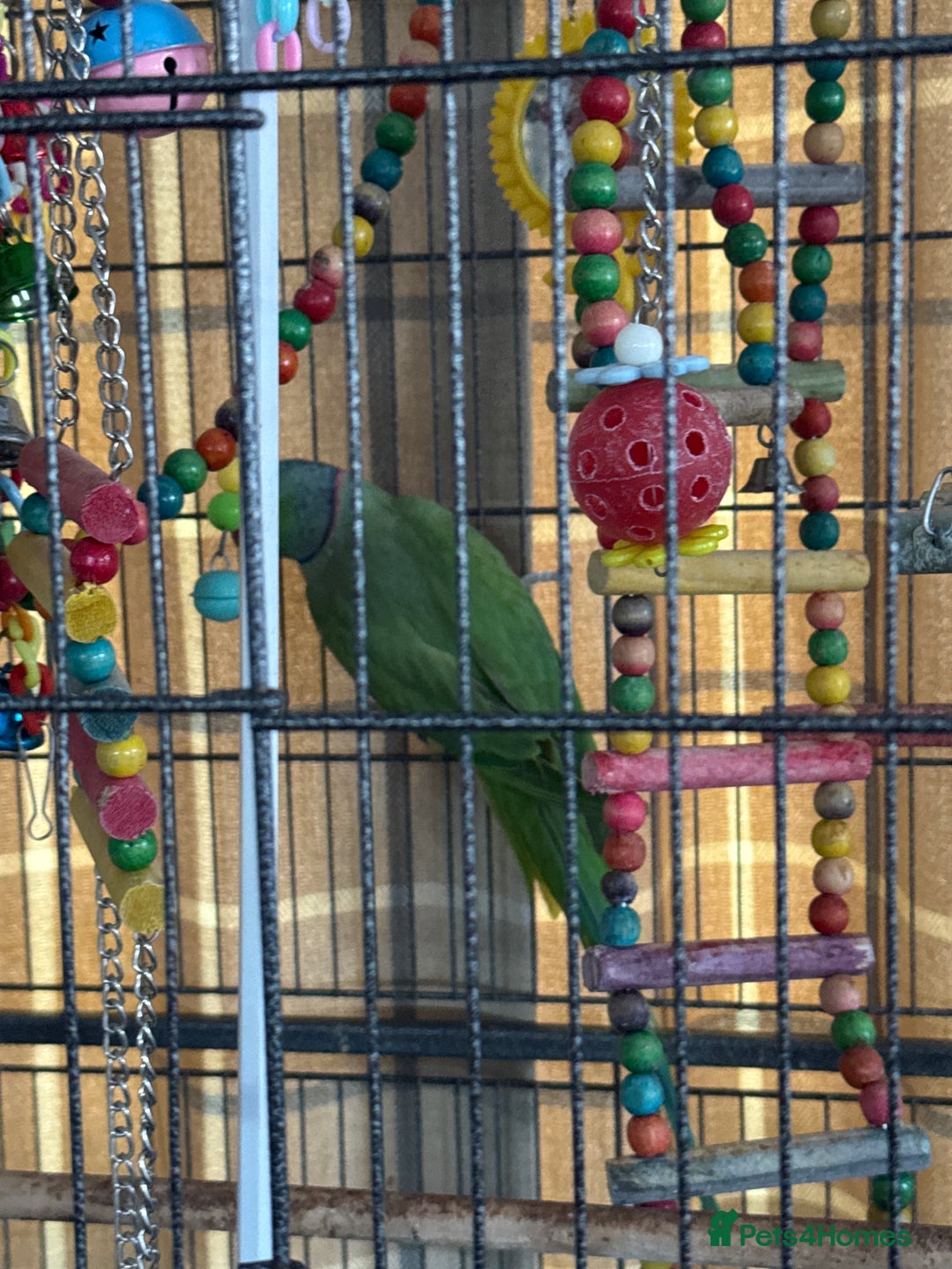 Parakeets birds for sale: Indian green ring neck parakeet - Image 3