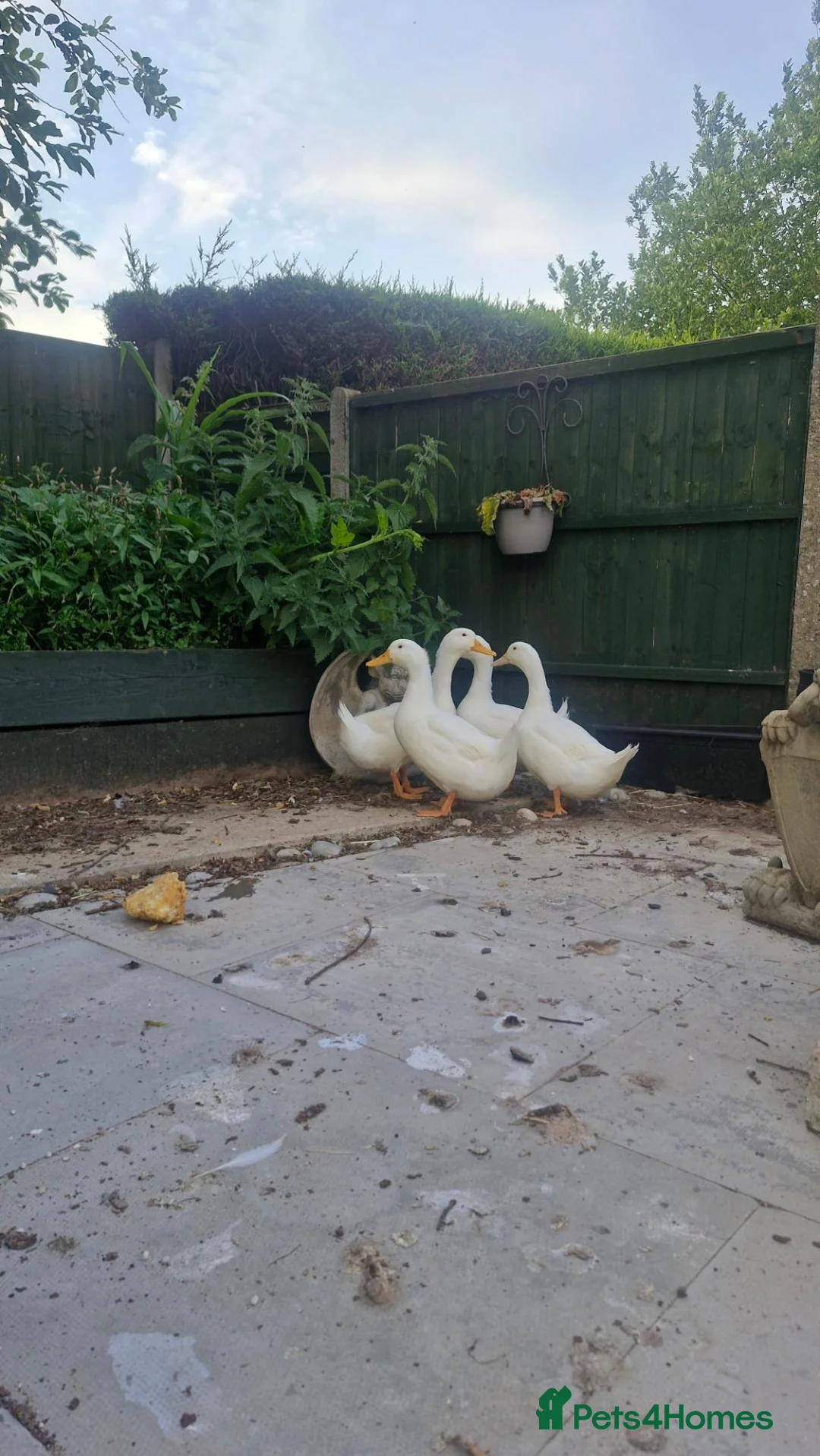 Ducks poultry for sale: Unsexed ducks - Advert 1
