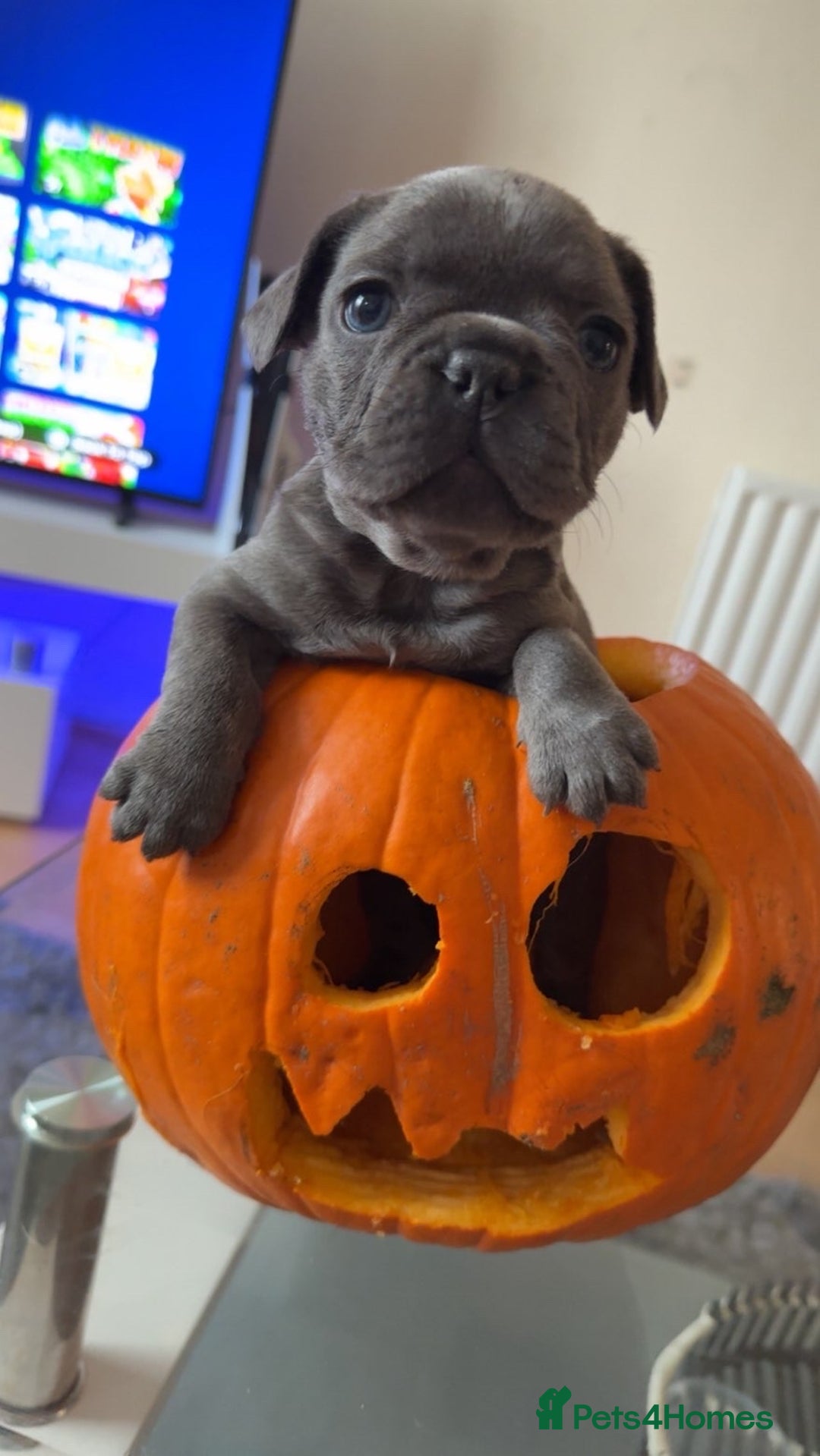 French Bulldog dogs for sale: Frenchbull dogs for sale  - Image 4