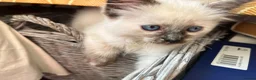Ragdoll cats for sale: Gorgeous Ragdoll Kittens - Advert 9