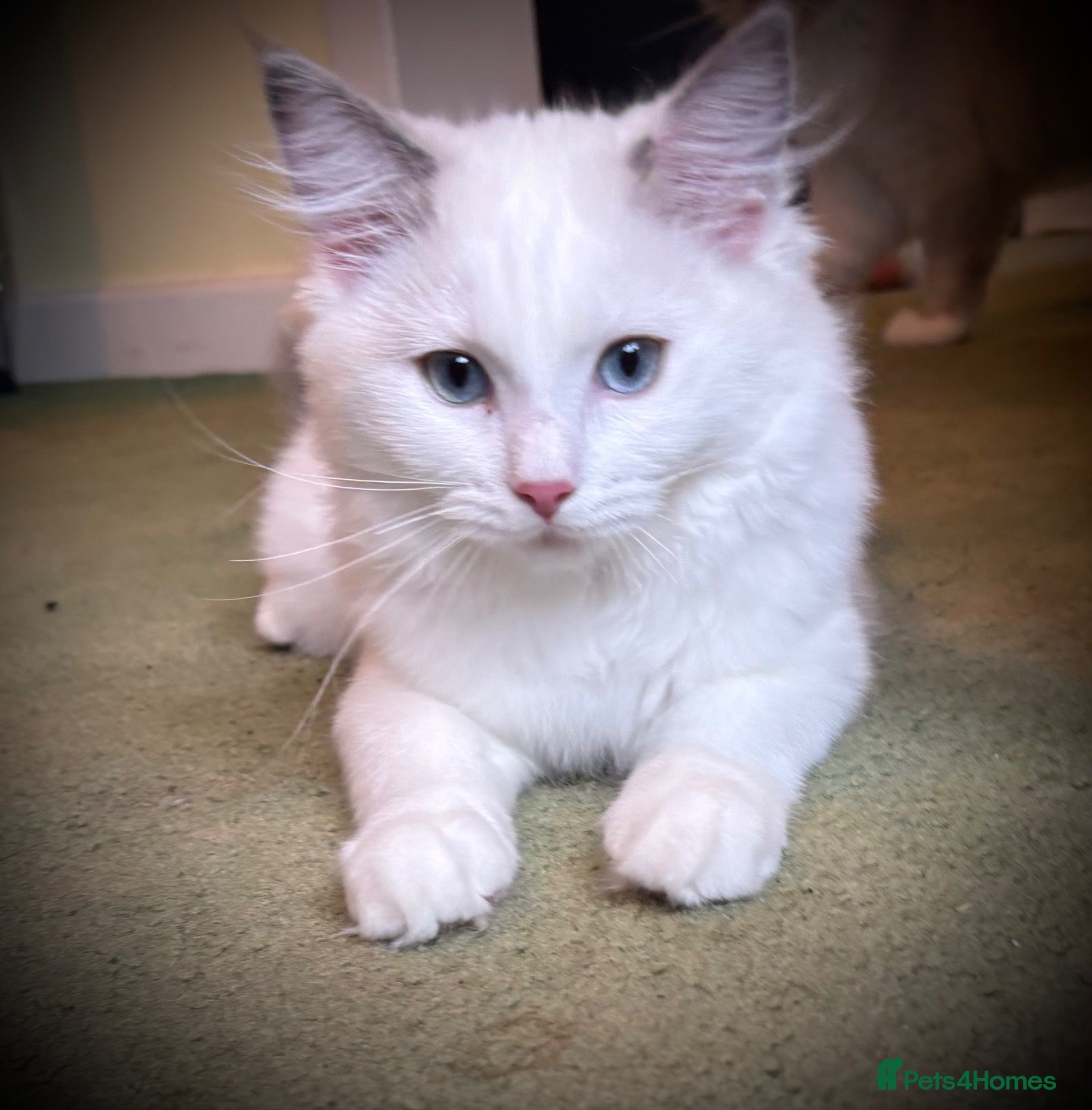 Ragdoll cats LAST GIRL Grand Champion Sired Ragdoll Kittens - Advert 2