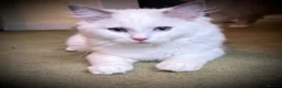 Ragdoll cats for sale: 💕🐾 LAST GIRL AVAILABLE – GRAND CHAMPION SIRED - Advert 3