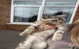 Bengal cats for sale: Silver bengal  - Image 2