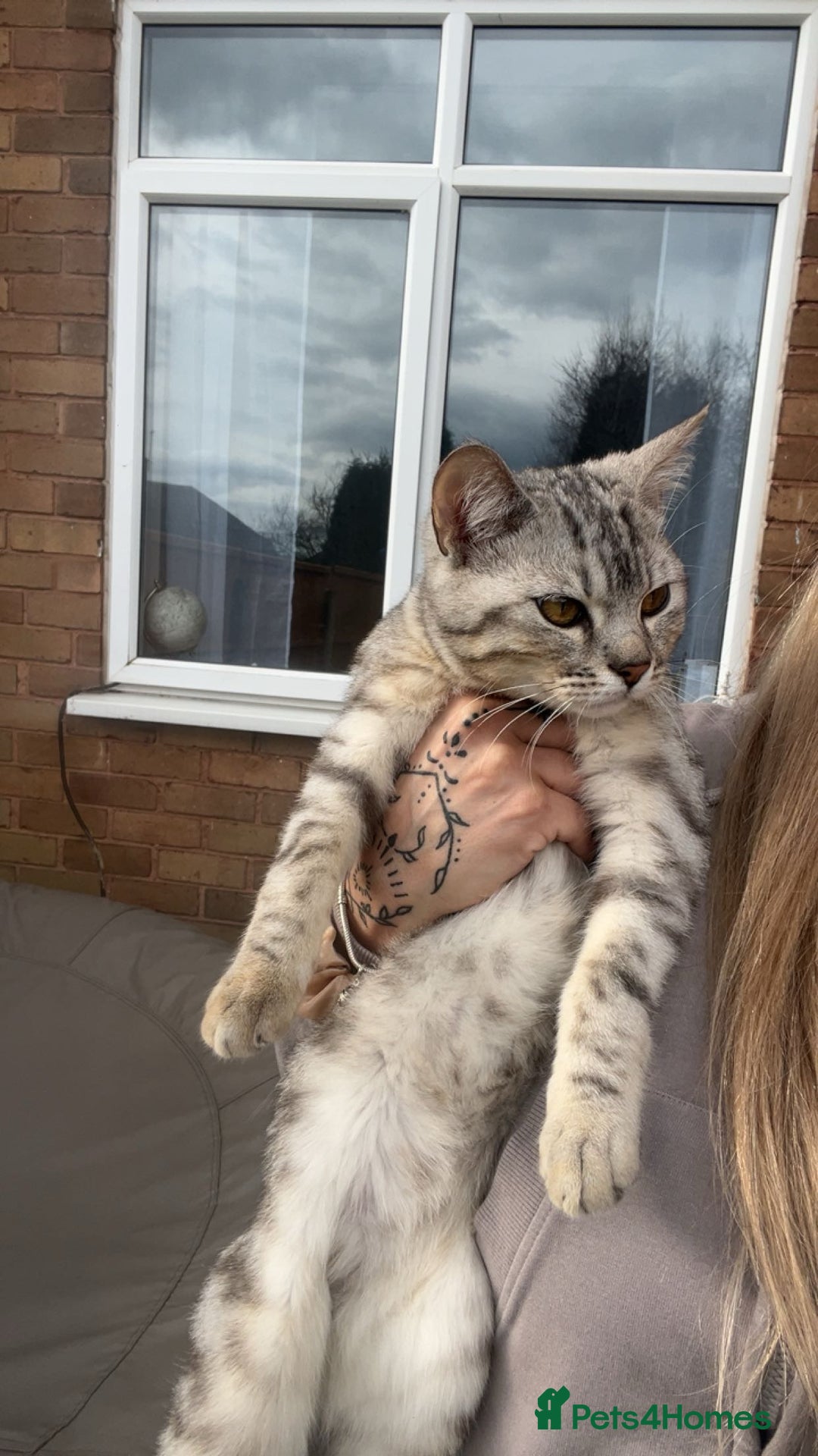Bengal cats for sale: Silver bengal  - Image 2