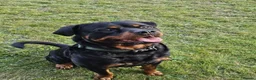 Rottweiler dogs for sale: Rottweiler puppies  - Advert 13