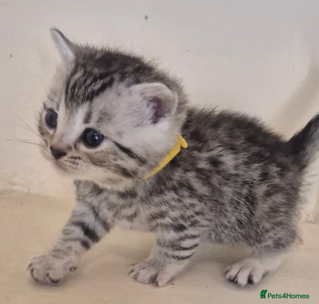 Bengal cats for sale: Bengal x British short hair - Advert 12