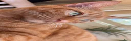 Domestic Shorthair cats for sale: TeddyBear - Advert 4