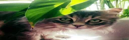 Ragdoll cats for sale: Gorgeous Ragdoll Cross Boys  - Advert 9