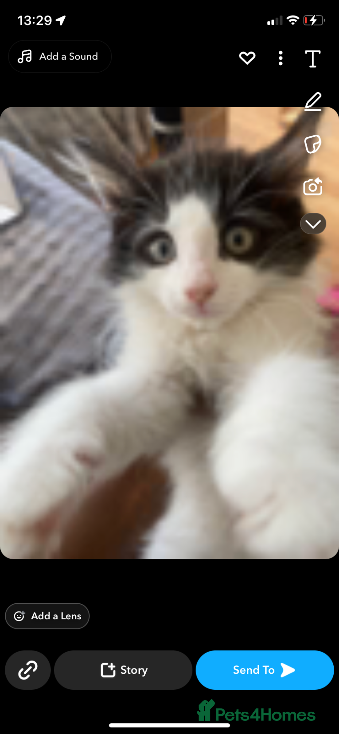 Maine Coon cats for sale: 4 Month-Old Male Kitten Maine Coon Mix  - Image 5