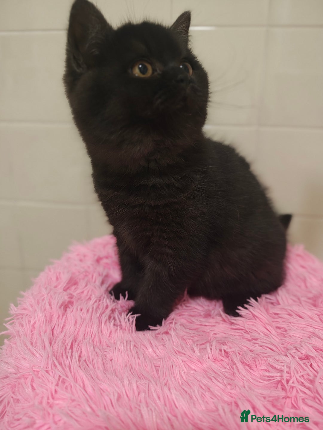 British Shorthair cats for sale: Last blue girl  BSH TICA  registered  - Advert 32