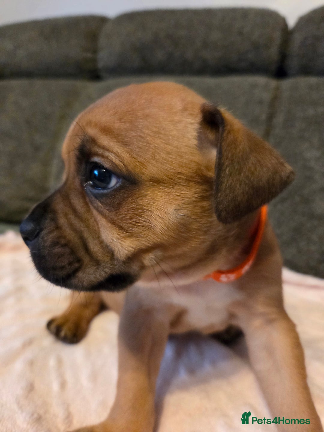 Staffordshire Bull Terrier dogs for sale: Red blue brindle Puppys Staffordshire bull terier  - Advert 13