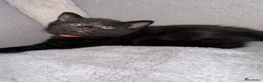 Russian Blue 4 orange collar girl