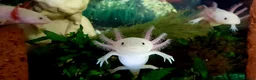 Other/Mixed Breed fish for sale: Axolotls - Advert 3