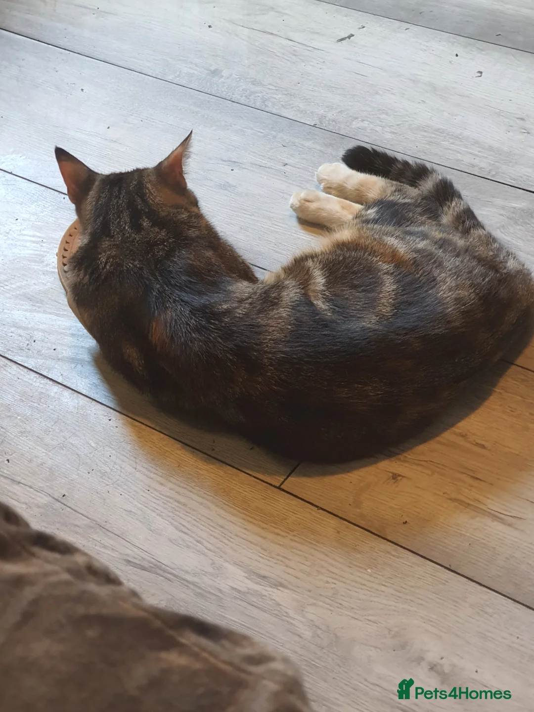 Mixed Breed cats for sale: Kittens  - Advert 1