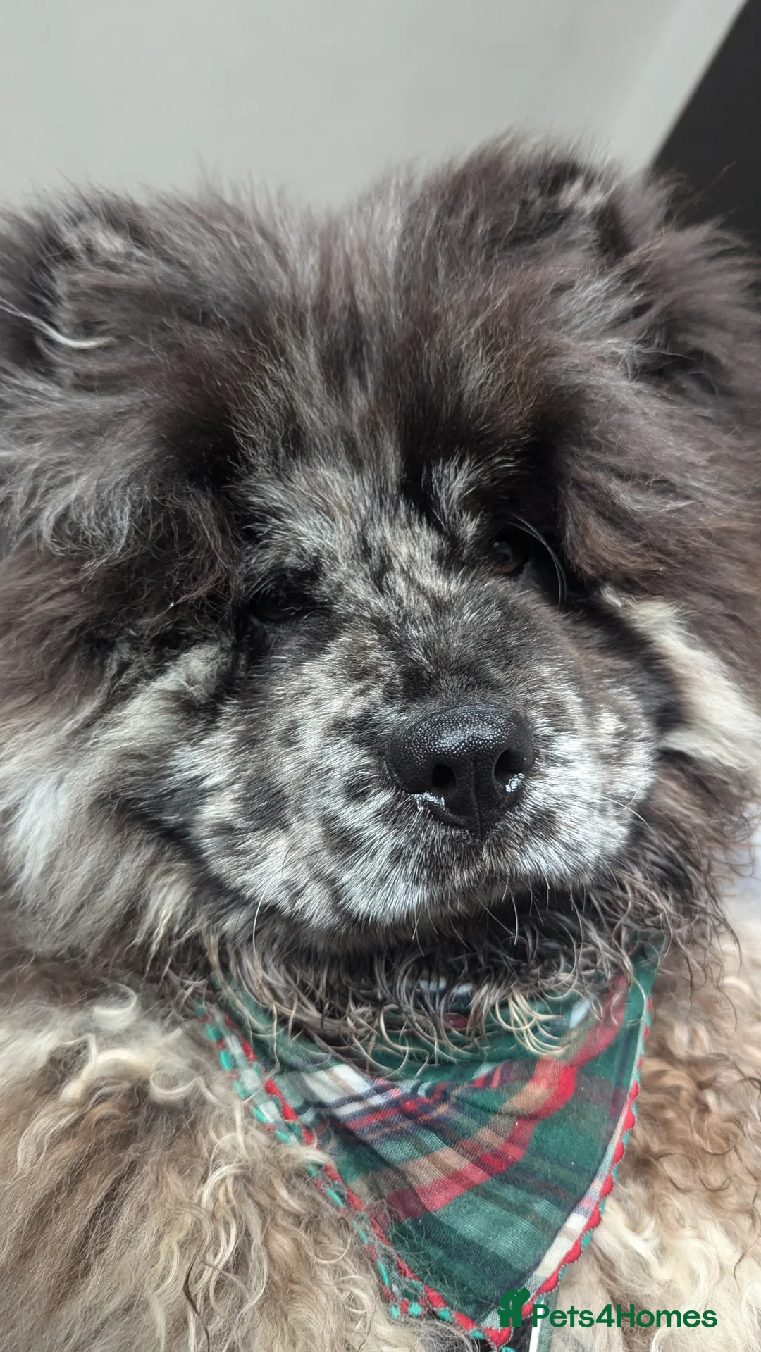 Chow Chow dogs for stud: Merle chow chow for Stud  - Advert 9