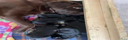 Labrador Retriever dogs for sale: KC registered black Labrador puppies  in Mansfield - Advert 11