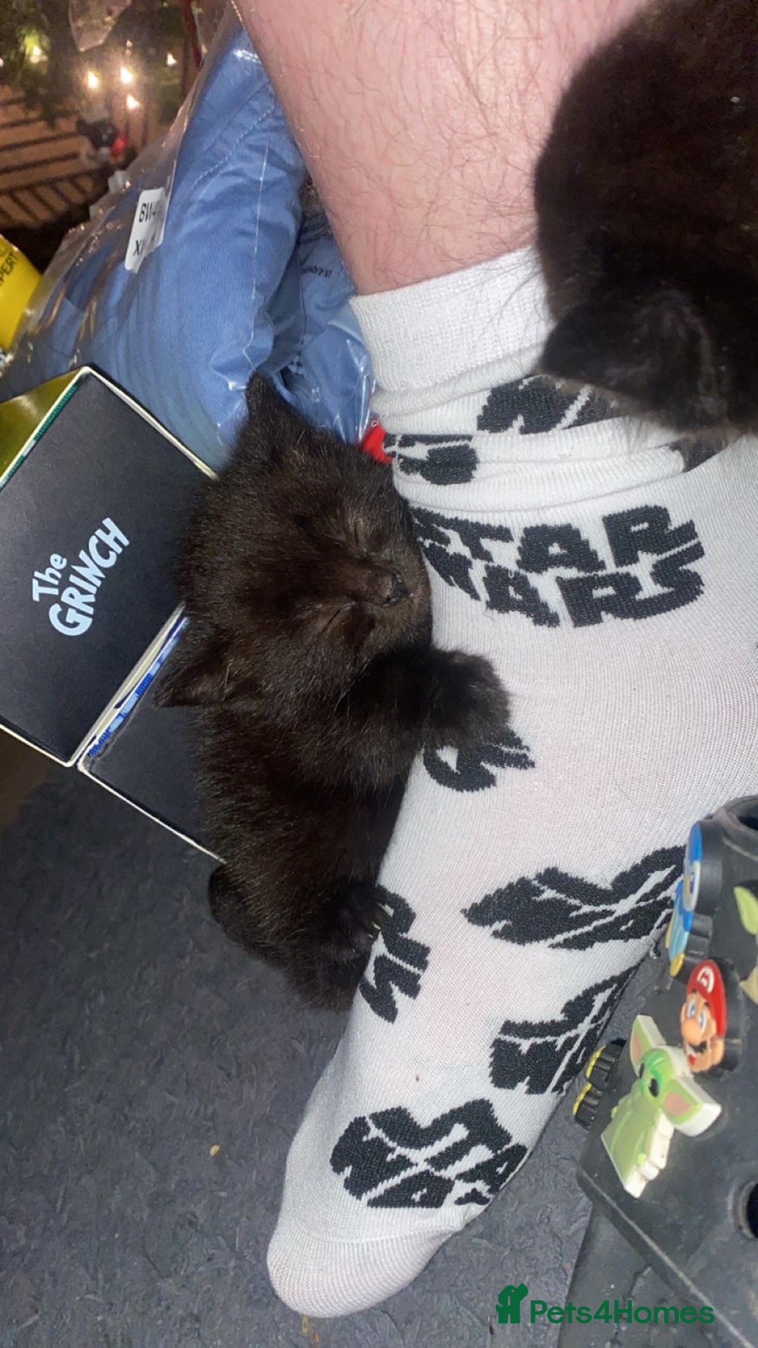 Mixed Breed cats for sale: 3 all black boy kittens READY NOW! - Advert 3