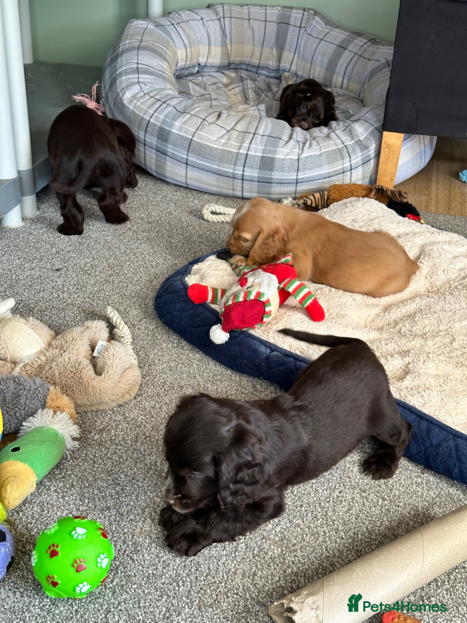 Cocker Spaniel dogs Beautiful show type Cocker Spaniels - Advert 2