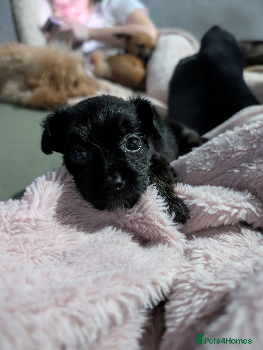 Chipoo dogs for sale: Adorable tiny chihpoo boy in Leeds - Advert 9