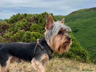Yorkshire Terrier dogs TINY and HANDSOME perfect size stud in Dudley - Advert 10