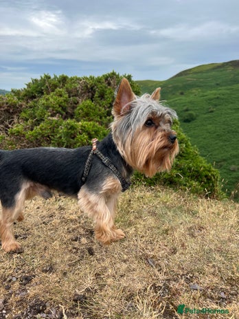 Yorkshire Terrier dogs for stud in Dudley - Advert 1