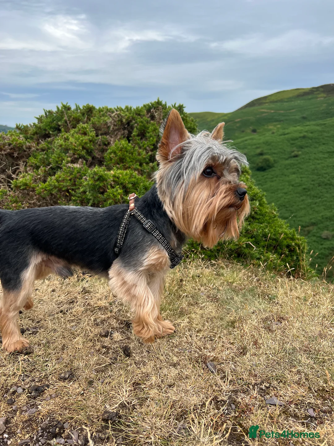 Yorkshire Terrier dogs for stud: TINY and HANDSOME perfect size stud  in Dudley - Advert 1