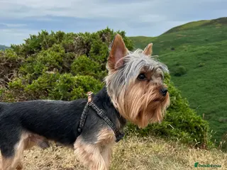 Yorkshire Terrier dogs TINY and HANDSOME perfect size stud in Dudley - Advert 17