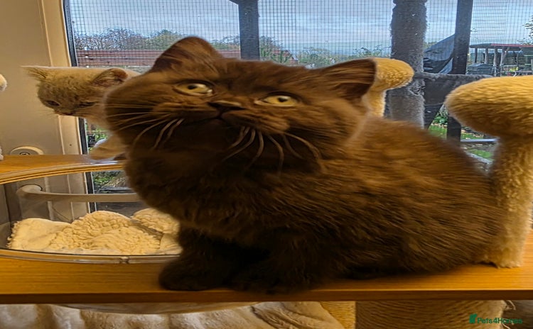British Shorthair cats - Advert 3