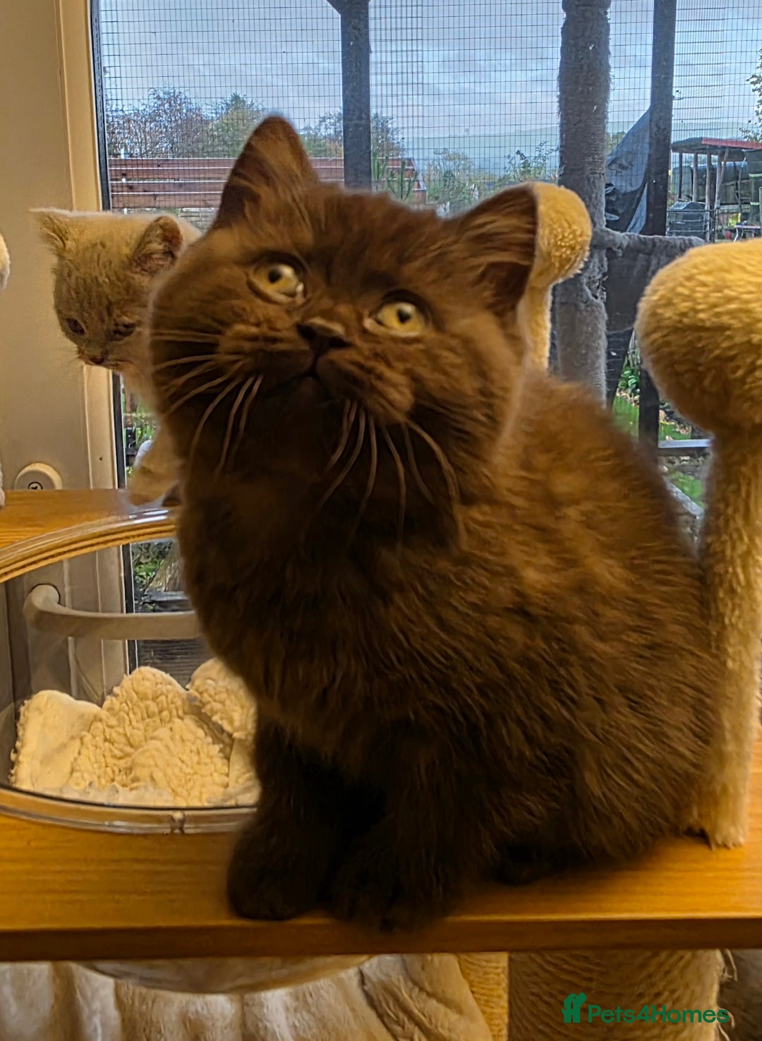 British Shorthair cats for sale: Lilac boy available GCCF and TICA registered  - Advert 10