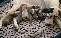 Great Dane dogs for sale:  Beautiful Great Dane Pups-Ready for Forever Homes - Image 21