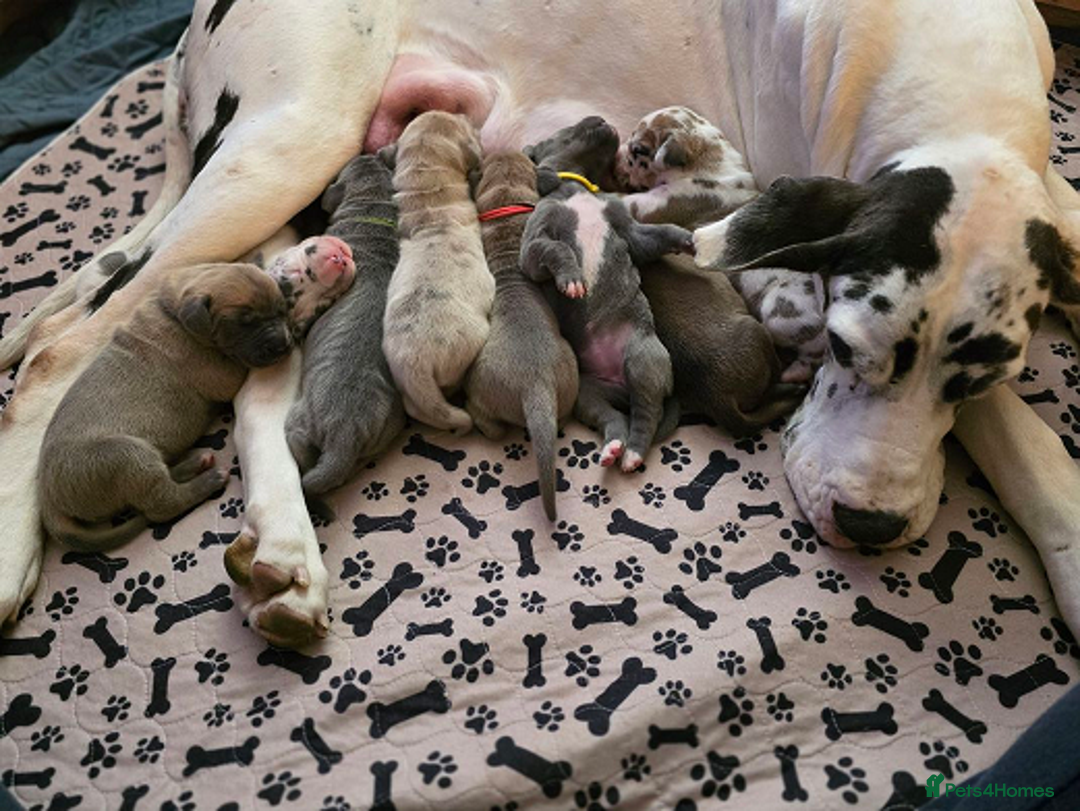 Great Dane dogs for sale:  Beautiful Great Dane Pups-Ready for Forever Homes - Image 21