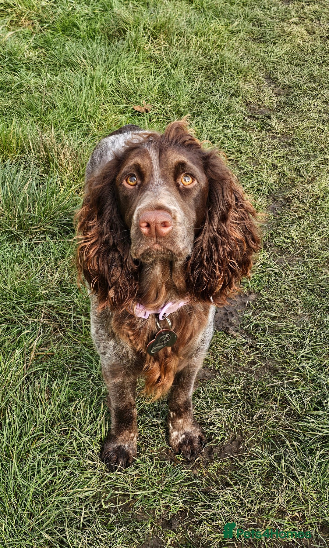Cocker Spaniel dogs for sale: Working cocker spaniel puppy  - Advert 12