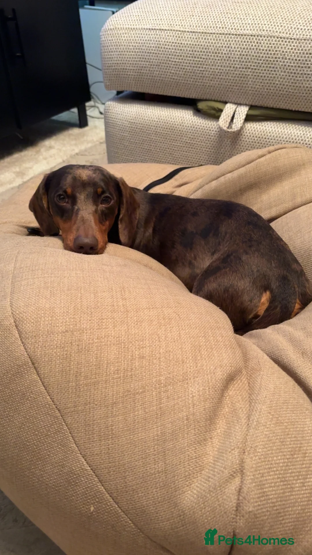 Dachshund dogs for stud: Miniature dachshund for ✨STUD✨ - Advert 4